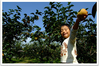 [岐阜の富有柿]高橋農園ハナコ 富有柿を収穫する子供